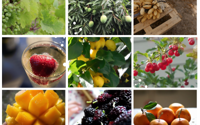Jaké ovoce si můžete koupit na Kypru během roku?
